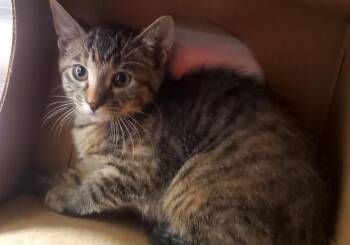 WHALE SHARK -  Domestic Short Hair Cat for Adoption in St. Louis, Missouri - WHALE SHARK | PetCurious