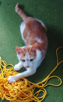 Orange Blossom 747 -  Domestic Short Hair Cat for Adoption - Orange Blossom 747 | PetCurious