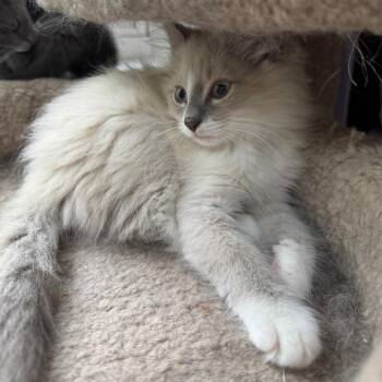 Tufty Fluffytail -  Domestic Medium Hair Cat for Adoption in Durham, North Carolina - Tufty Fluffytail | PetCurious