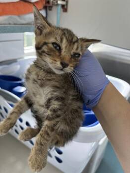 GREEN -  Domestic Short Hair Cat for Adoption in Pearland, Texas - GREEN | PetCurious