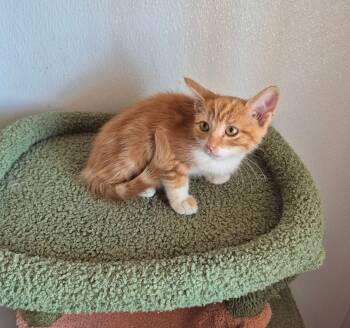Cameron -  Domestic Short Hair Cat for Adoption in Kingman, Arizona - Cameron | PetCurious