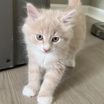 George -  Domestic Medium Hair and Tabby Cat for Adoption in Germansville, Pennsylvania - George | PetCurious