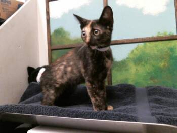 GENEVIEVE -  Domestic Short Hair Cat for Adoption in Houston, Texas - GENEVIEVE | PetCurious