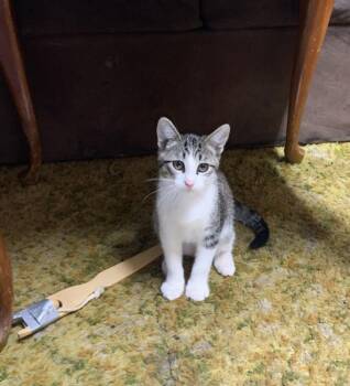 Leo -  Domestic Short Hair Cat for Adoption in Lafayette, Colorado - Leo | PetCurious