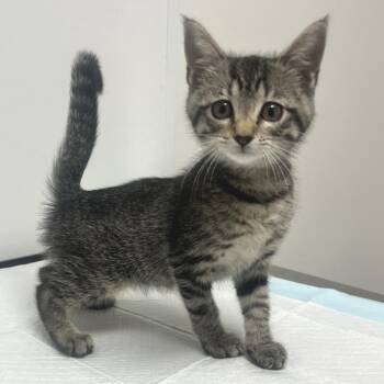 Madison -  Domestic Short Hair Cat for Adoption in Nashville, Tennessee - Madison | PetCurious