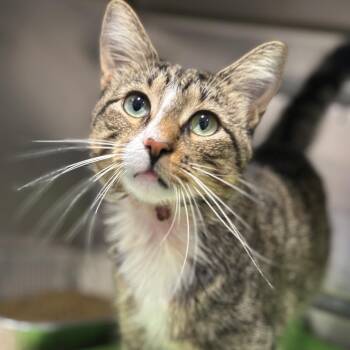 Casanova -  Domestic Short Hair Cat for Adoption in Matteson, Illinois - Casanova | PetCurious