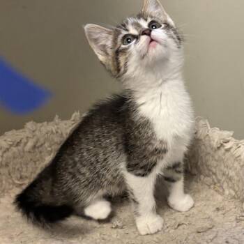 Daisy -  Domestic Short Hair Cat for Adoption in Minneapolis, Minnesota - Daisy | PetCurious