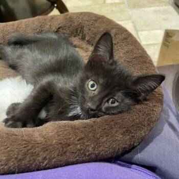 Kitten Gabby -  Domestic Short Hair Cat for Adoption in Miami, Florida - Kitten Gabby | PetCurious