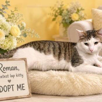 Roman (GF) -  American Shorthair and Tabby Cat for Adoption in Los Angeles, California - Roman (GF) | PetCurious