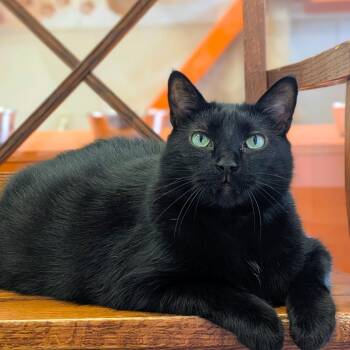 Tyson -  Domestic Short Hair Cat for Adoption in Houston, Texas - Tyson | PetCurious