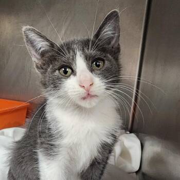 Janet Catson -  Domestic Short Hair Cat for Adoption in San Antonio, Texas - Janet Catson | PetCurious