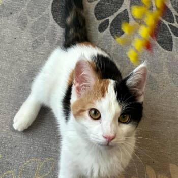 Domestic Short Hair Cats Available for Adoption - Gracie | PetCurious