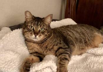 Domestic Short Hair Cats Available for Adoption in Mission Viejo, California - Munchkin | PetCurious