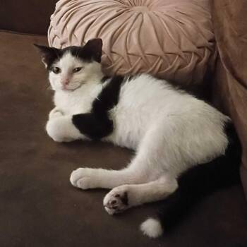 Larry -  Domestic Short Hair Cat for Adoption in Evansville, Indiana - Larry | PetCurious