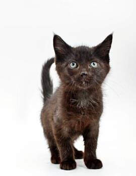 Domestic Short Hair Cats Available for Adoption in Morton Grove, Illinois - Ferb | PetCurious