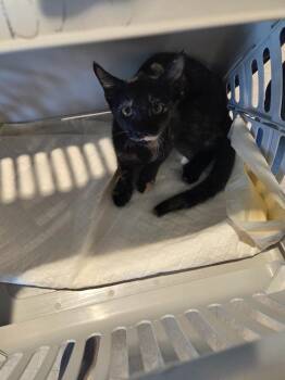 Helen -  Domestic Short Hair Cat for Adoption in Bossier City, Louisiana - Helen | PetCurious