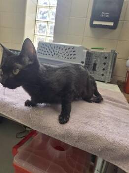 LIME -  Domestic Medium Hair Cat for Adoption - LIME | PetCurious