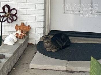 CAT -  Domestic Short Hair Cat for Adoption in Ocala, Florida - CAT | PetCurious