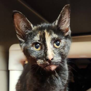 Beans -  Domestic Short Hair Cat for Adoption in Providence, Rhode Island - Beans | PetCurious