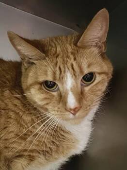 Rescue Domestic Short Hair Cats for Adoption in Annapolis, Maryland - Yeti Buzz | PetCurious