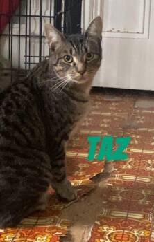 Rescue Domestic Short Hair Cats for Adoption in Spencerville, Ontario - Taz | PetCurious