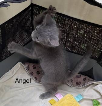 Domestic Short Hair Cats Available for Adoption in Safety Harbor, Florida - Angel | PetCurious