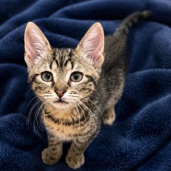 Risotto -  Domestic Short Hair Cat for Adoption in Cabot, Arkansas - Risotto | PetCurious