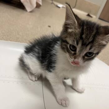 Uno -  Domestic Short Hair Cat for Adoption in Bristol, Indiana - Uno | PetCurious