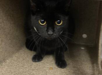 Domestic Short Hair Cats Available for Adoption - GRACE | PetCurious