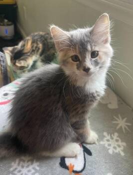 Remi26 -  Domestic Long Hair Cat for Adoption in Youngsville, North Carolina - Remi26 | PetCurious