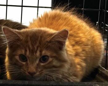 Rescue Domestic Long Hair Cats for Adoption in Tipp City, Ohio - Damon Salvator | PetCurious