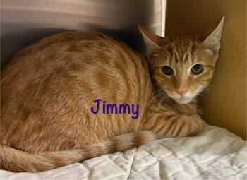 Rescue Tabby Cats for Adoption in Phoenix, Arizona - Jimmy (call 602-692-1499 To Meet Jimmy) | PetCurious
