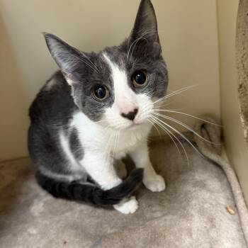 Domestic Short Hair Cats Available for Adoption in Elyria, Ohio - Tinsel | PetCurious