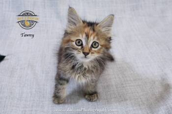 Tawny -  Torbie and Domestic Long Hair Cat for Adoption in Riverside, California - Tawny | PetCurious
