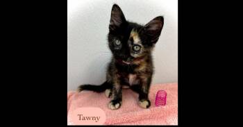 Domestic Short Hair Cats Available for Adoption in Chalfont, Pennsylvania - Tawny | PetCurious