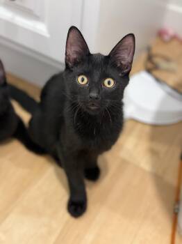 Daffy -  Domestic Short Hair Cat for Adoption in Darien, Connecticut - Daffy | PetCurious