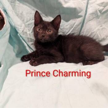 PRINCE CHARMING -  Domestic Short Hair Cat for Adoption in Auburn, California - PRINCE CHARMING | PetCurious