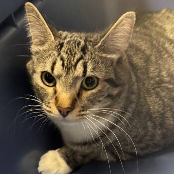 Rambo -  Domestic Short Hair Cat Available for Adoption in West Olive, Michigan - Rambo | PetCurious