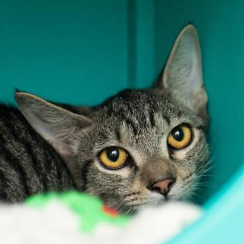 Zan -  Domestic Short Hair Cat for Adoption in Middletown, Rhode Island - Zan | PetCurious