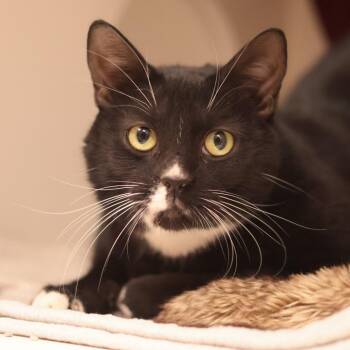 Tux -  Domestic Short Hair Cat for Adoption in Philadelphia, Pennsylvania - Tux | PetCurious
