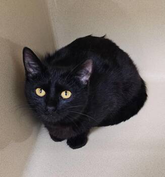 Domestic Short Hair Cats Available for Adoption in Washington Court House, Ohio - Rose Quartz | PetCurious
