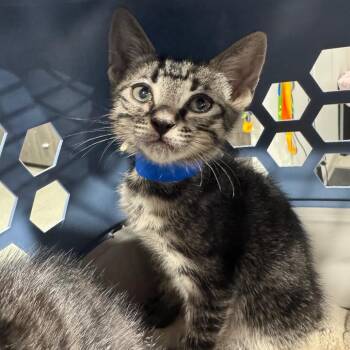 Alma -  Domestic Short Hair Cat for Adoption in Tampa, Florida - Alma | PetCurious