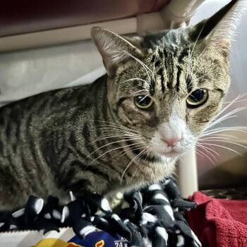 Huckslee -  Domestic Short Hair Cat for Adoption in Buffalo, New York - Huckslee | PetCurious