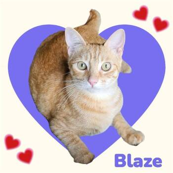 Rescue Domestic Short Hair Cats for Adoption in Visalia, California - BLAZE | PetCurious