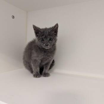 All Star -  Domestic Medium Hair Cat for Adoption in Greensboro, North Carolina - All Star | PetCurious