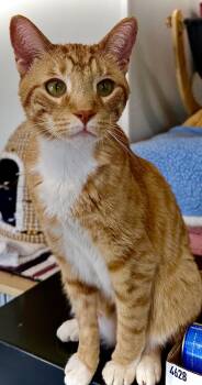 Domestic Short Hair Cats Available for Adoption in Acushnet, Massachusetts - Leo | PetCurious