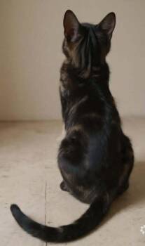 Balha -  Egyptian Mau and Bengal Cat for Adoption in Wolcott, Connecticut - Balha | PetCurious