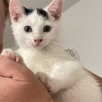 Valentino -  Domestic Short Hair Cat for Adoption in Sarasota, Florida - Valentino | PetCurious