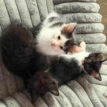 Hawkeye -  Domestic Long Hair Cat for Adoption in Ferndale, Michigan - Hawkeye | PetCurious