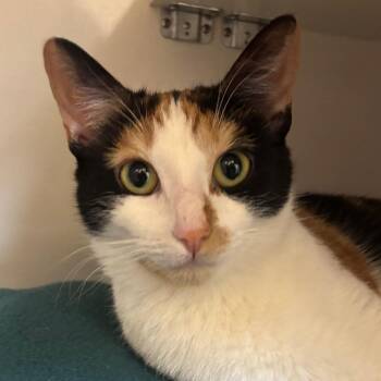 Domestic Short Hair Cats Available for Adoption - Sarah | PetCurious